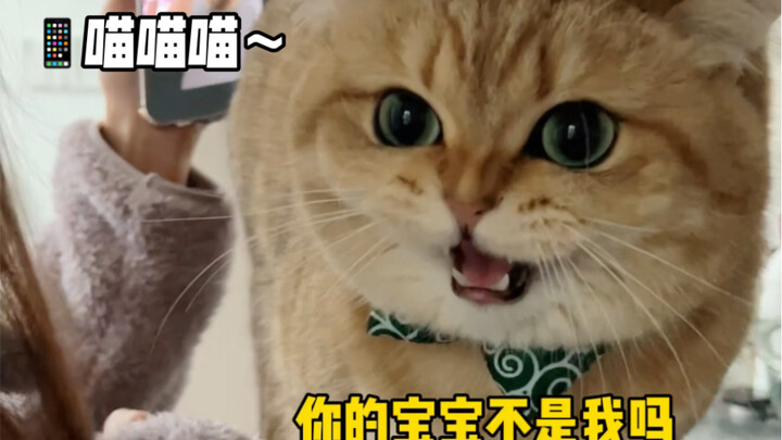 Kenapa ada kucing yang cemburu sama dirinya sendiri?