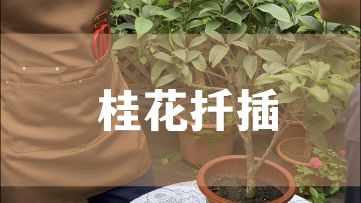 Hoa quế không cần mua, chỉ cần cắt một nhánh là có thể giâm cành thành công!