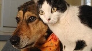 Cute And Funny Dogs And Cats - Funny Dogs And Cats