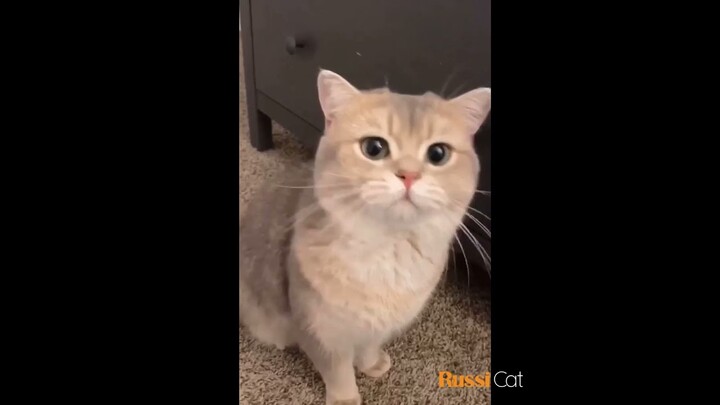 Nghiện Tiếng Mèo Kêu - #1 (RussiCat Channel)