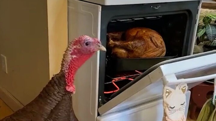 How Did Second Uncle’s Maternal Grandfather Go Bad?