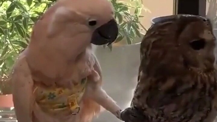 ฉันค้นพบว่าฉันฟังภาษานกเข้าใจแล้ว!