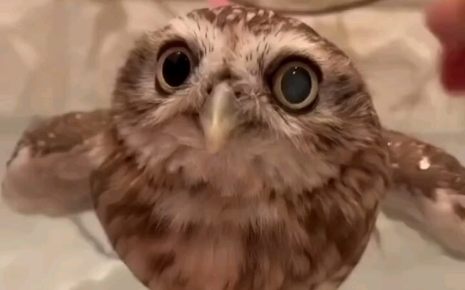 นกฮูกน่ารักกำลังอาบน้ำ