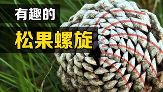"Dãy Fibonacci" là gì? Hãy dùng bút vẽ hướng của quả thông, và một hiện tượng thú vị sẽ xảy ra.
