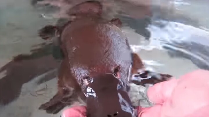 Con thú mỏ vịt này nũng nịu quá đi!