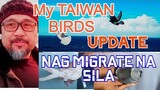 My TAIWAN BIRDS Update,  STRAY PIGEON, Bigla kaming nalungkot Nag MIGRATE na sila| Kalapating Ligaw