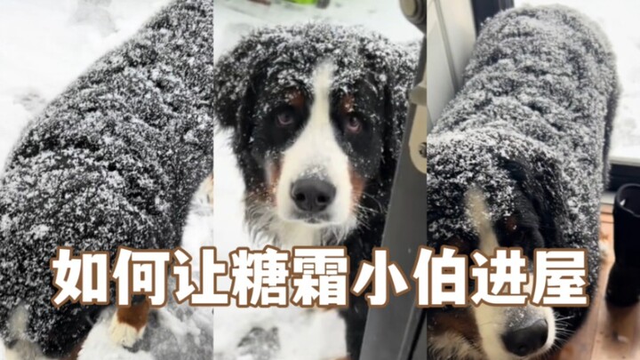 يا إلهي! إنها السيدة سكر الزينة الصغيرة! سأأكلها!