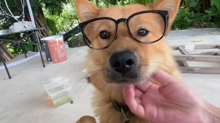 Brother Biao’s eyes sparkle, the silly dog makes the night sky shine.