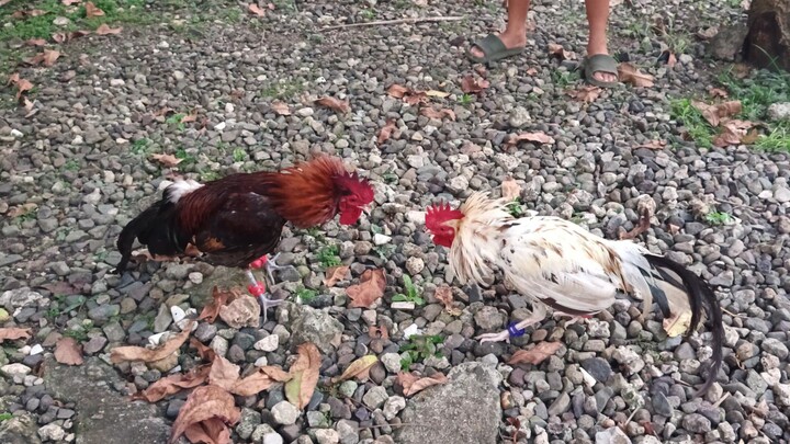 McLean Hatch VS Leiper Grey x White Kelso