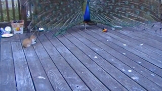 Saat Burung Mengepakkan Sayap Malah Menarik Perhatian Kucing