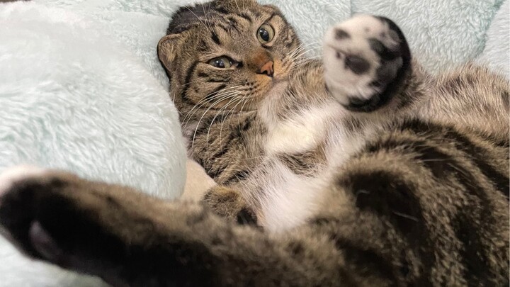 Đối xử tệ với mèo con, cả trên lẫn dưới!!!!