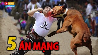 🔥5 Án Mạng KINH HOÀNG C.hết Thảm Do Chó Pitbull Gây Ra | Hóng Khám Phá