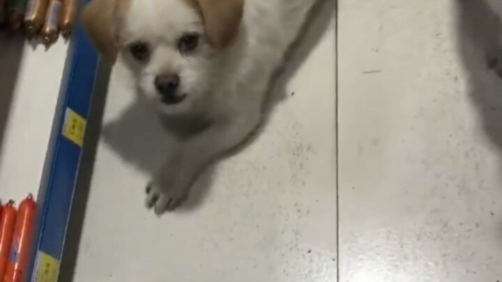 Although the dog was dying to get its owner to buy it a sausage, it wouldn’t even touch it with its 
