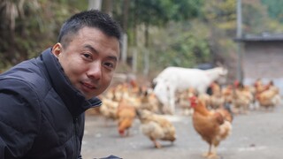 Huanong Brothers: The weather is cold, feed the braised pork with some wine lees and make a warm nes