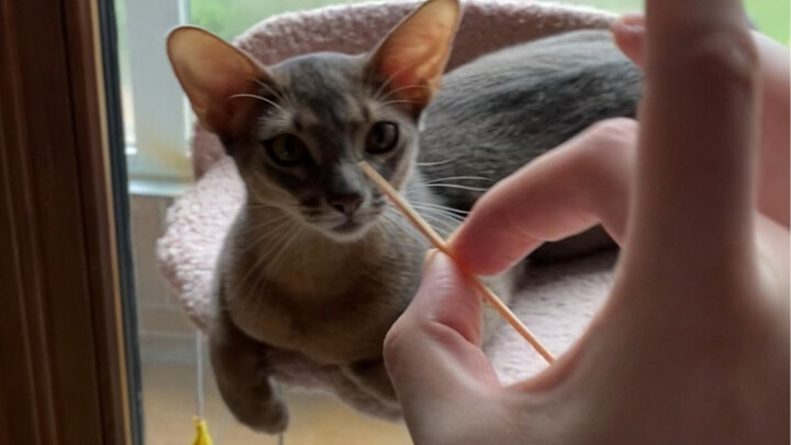 Của tôi rất lớn, bạn không chịu nổi đâu