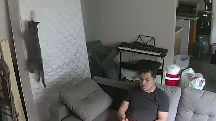 Mèo: Tao thực sự bó tay với ****.