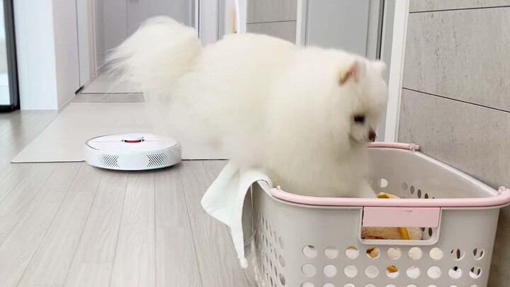 ลูกหมาน้อยเจอหุ่นยนต์ดูดฝุ่นครั้งแรก ปฏิกิริยาจะน่ารักแค่ไหนนะ?