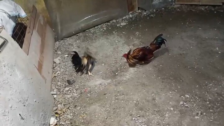 3xwinner balda kanan unscratched 1hit