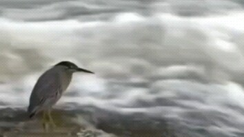 Mungkin ikan itu juga tahu jenis ikan apa yang paling cocok untuknya.