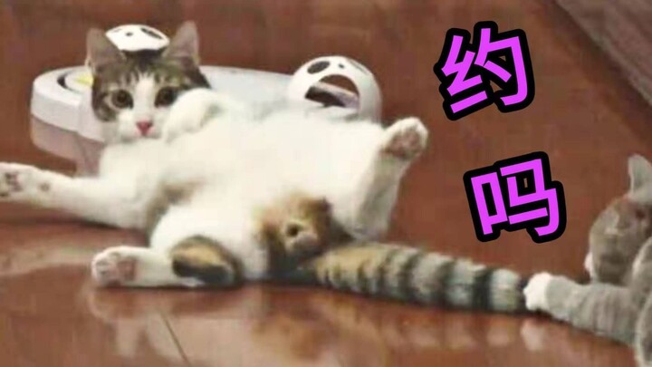 แมวจะแสบได้ถึงขั้นไหนกันนะ? มาทำความรู้จักกับอาจารย์ฝังเข็มประจำบ้านของฉันกัน! | ตอนที่ 2 แนะนำแมว 3