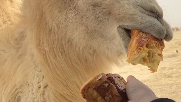 What do you all love watching camels eat the most?