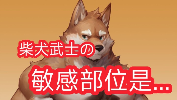 【Furrybar】Pemeriksaan kesehatan si samurai Shiba Inu