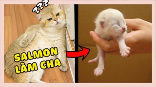 SALMON BẤT NGỜ LÀM CHA VÀ CHÚ MÈO CON KÌ LẠ? | The Happy Pets #98