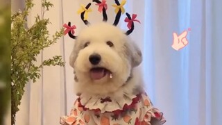 Pertunjukan Ganti Baju Melon, Anjing Gembala Kuno