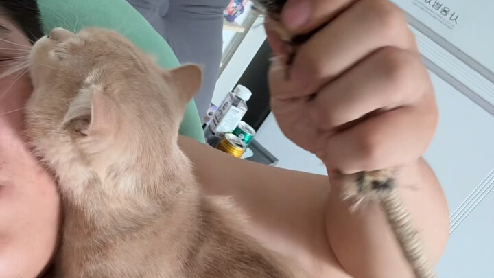 Ini mainan kucing!! Jangan terlalu gila!