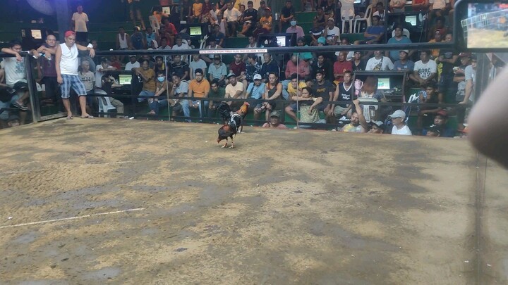 3X WINNER boston sweater