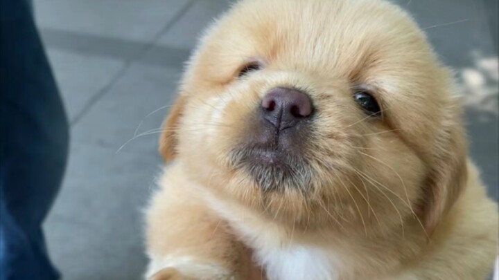 🐶 Mũm mĩm dễ thương, xem mỗi ngày để xoa dịu tâm trạng xấu! 💕