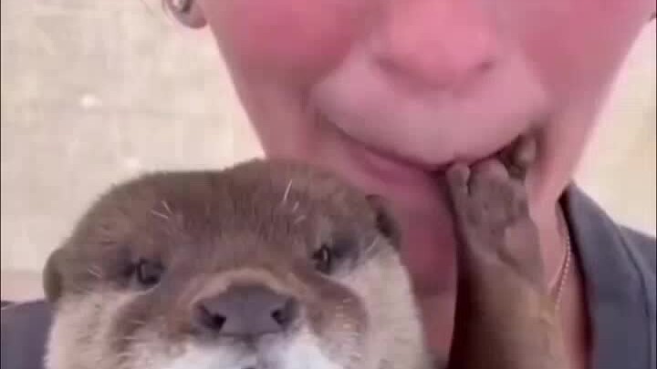 الثعلب المائي مناسب جدًا كحيوان أليف، أليس كذلك؟