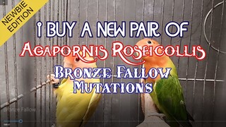 Bronze Fallow: Bumili ako ng bagong pares ng Lovebirds, UNBOXING + New Legband