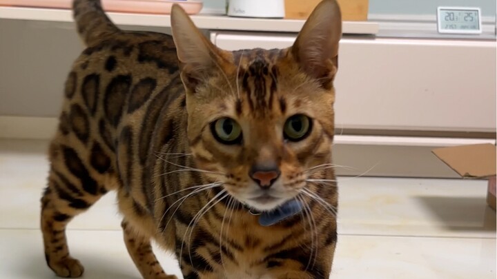 Bad news: My cat ran away… Good news: It’s so cold from the snow, it froze right back home!