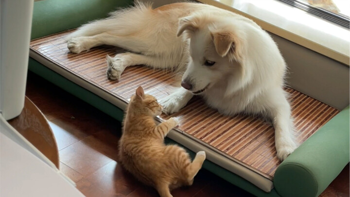 Duoduo’s been home for two months now, and he’s grown a whole size! I’m curious—do other cats wag th