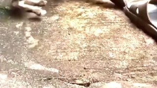 Para sa mga Cat lover diyan