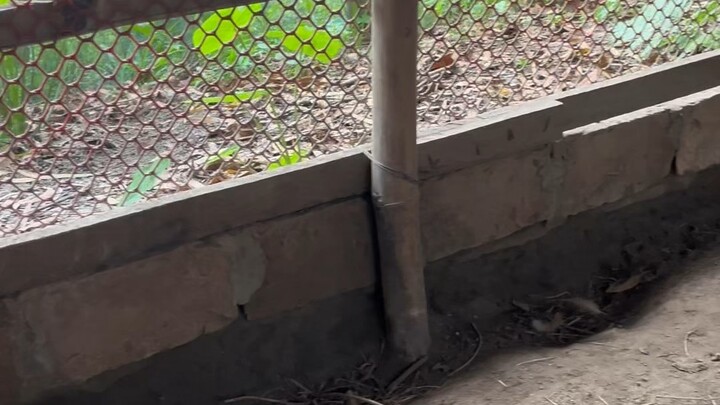 আমার অরপিংটন