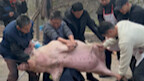 It’s Chinese New Year—time to slaughter the New Year pig! The three big eaters really pin that pig d