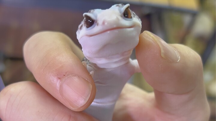 Daji made me buy the square-headed Wall-E.