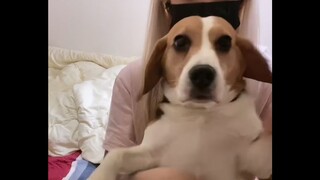 Tôi xin lỗi vì tôi sinh ra là một con chó săn, nhưng tôi đã gây ra cho bạn quá nhiều rắc rối😞