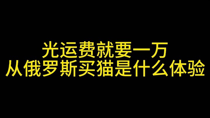 在俄罗斯买猫是什么体验