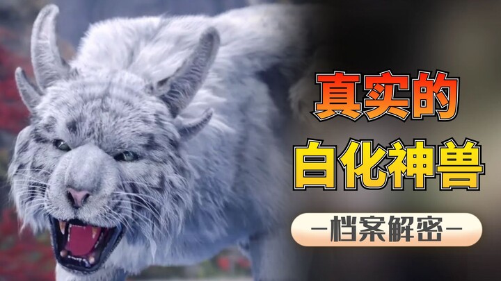 สัตว์ศักดิ์สิทธิ์เผือกหายาก: จระเข้เผือกตาสีฟ้าเหลือเพียง 11 ตัว แค่ตัวเดียวก็มูลค่ากว่าร้อยล้าน?