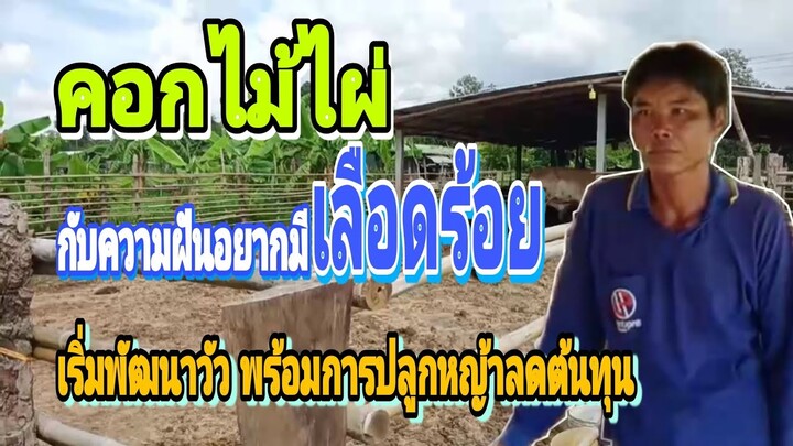 คอกวัวบ้านๆ รางอาหารไม้ไผ่ กับความฝันอยากเลี้ยงไปถึงเลือดร้อย