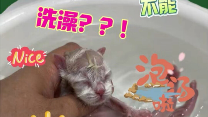 ลูกแมวน้อยก็ต้องอาบน้ำด้วยเหรอ?