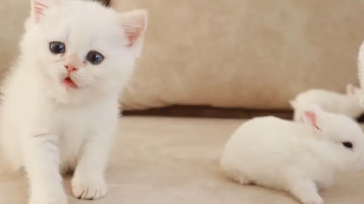 When the fluffy white kitten meets white bunny for the first time
