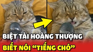 Độc lạ với bé mèo biết nói TIẾNG CHÓ siêu CHUẨN 😂 | Yêu Lu