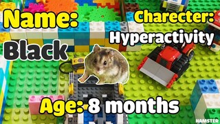 ภารกิจของหนูแฮมสเตอร์ EP 266