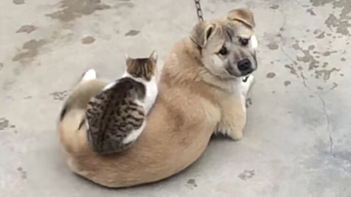 “This is probably why cats like dogs!”