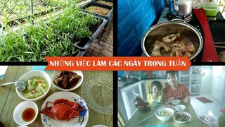 #70: Sáng ra thăm vườn rau sạch sau cơn mưa || Một ngày bình thường trong tuần