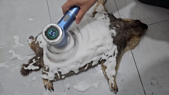 Pembersihan mendalam perlambat kecepatan: Immersive mencuci tupai tanah~